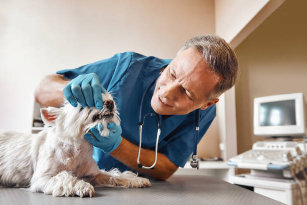 Best Emergency Root Canal Treatment in Delavan, IL